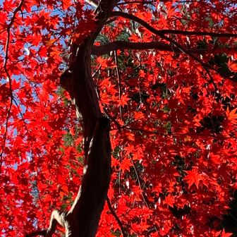 朱に染まる