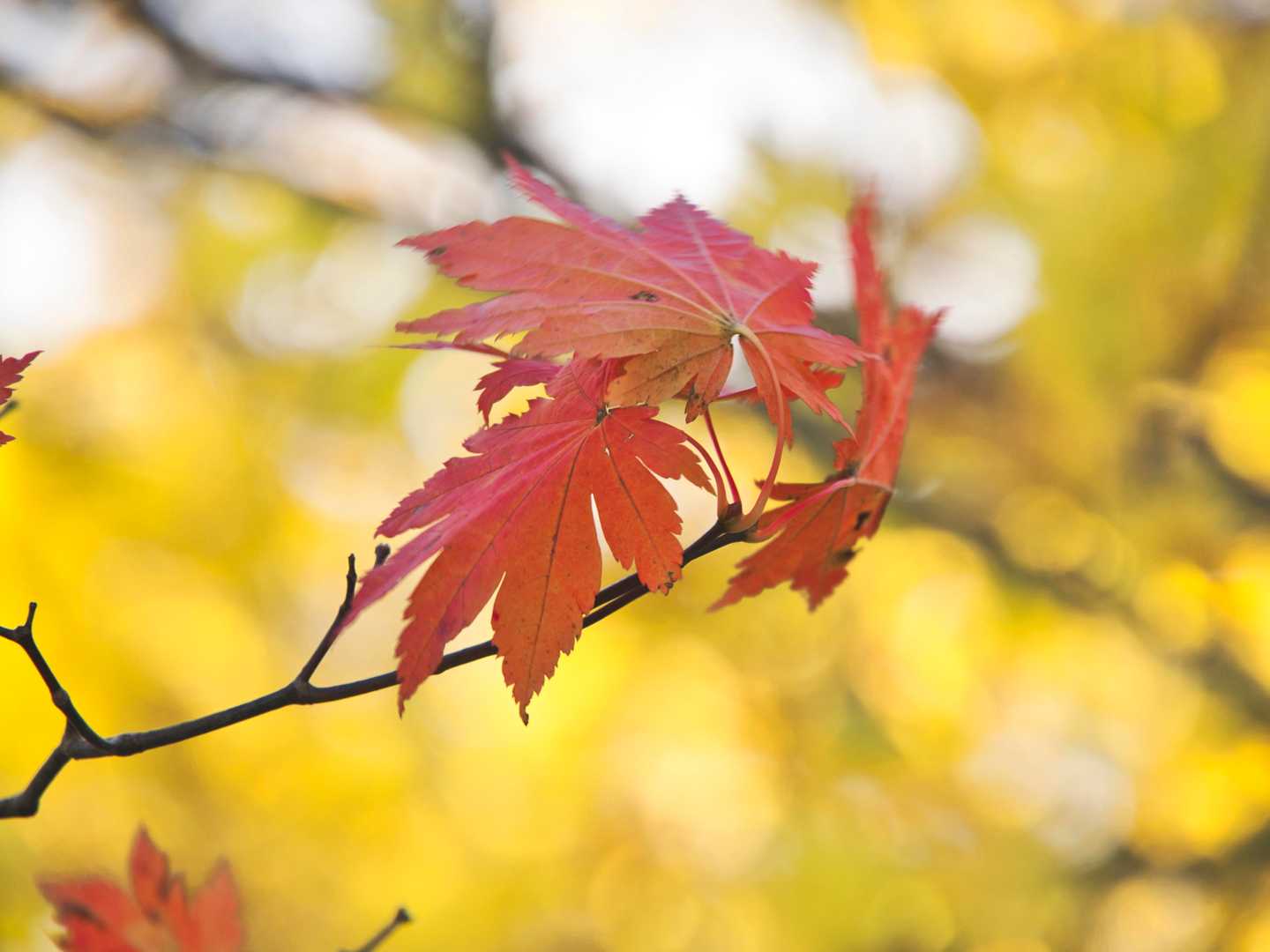 こっから紅葉