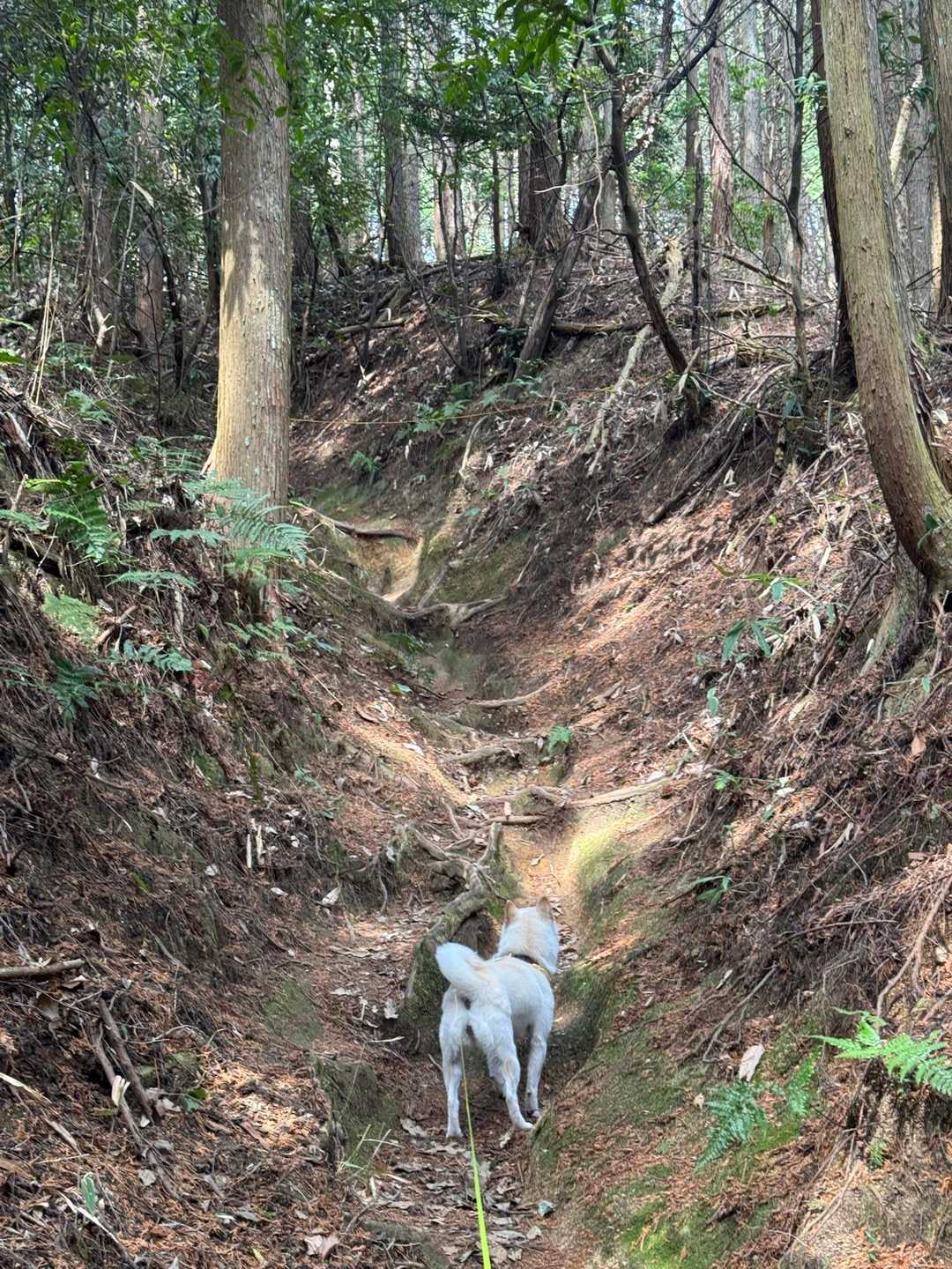 まだまだ