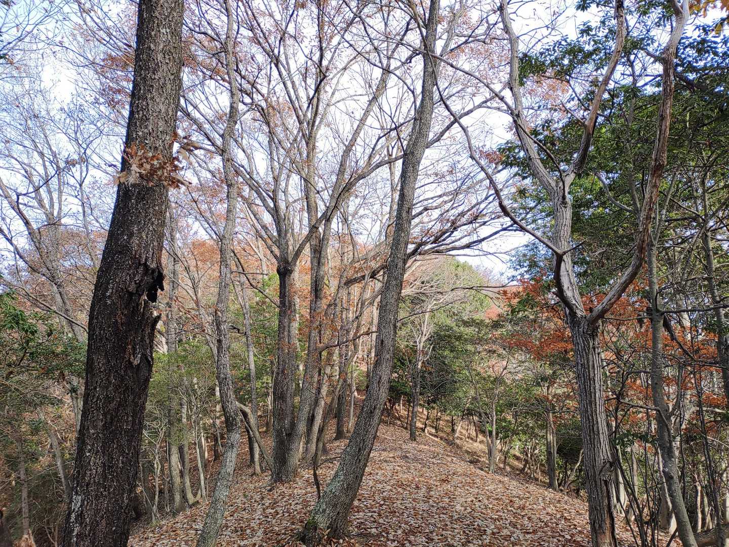大天井-鎌倉山-小鞍掛 周回コースの写真