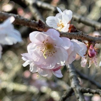やっぱり、ピントが合わない💦