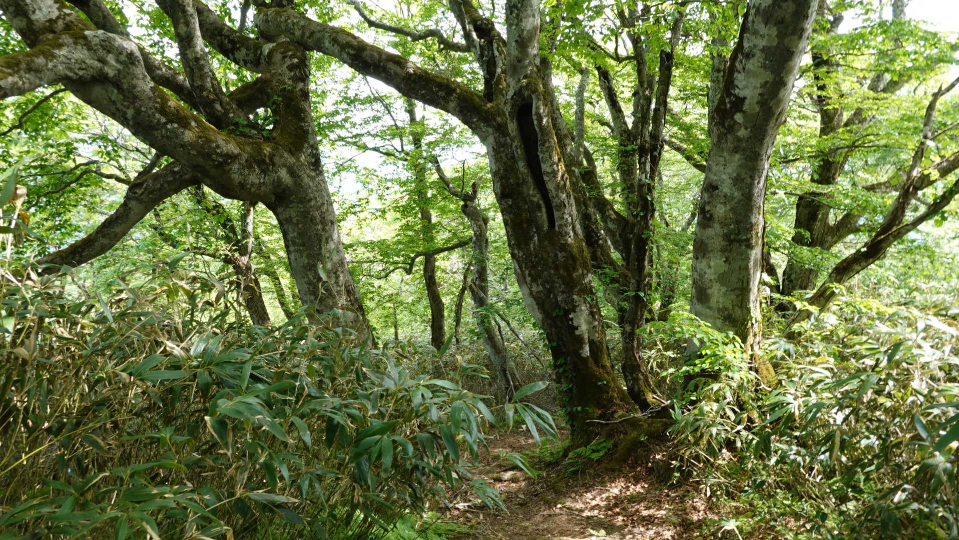 大駒ヶ岳〜三ッ岳コースの写真