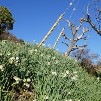 水仙と青空でフィニッシュ。