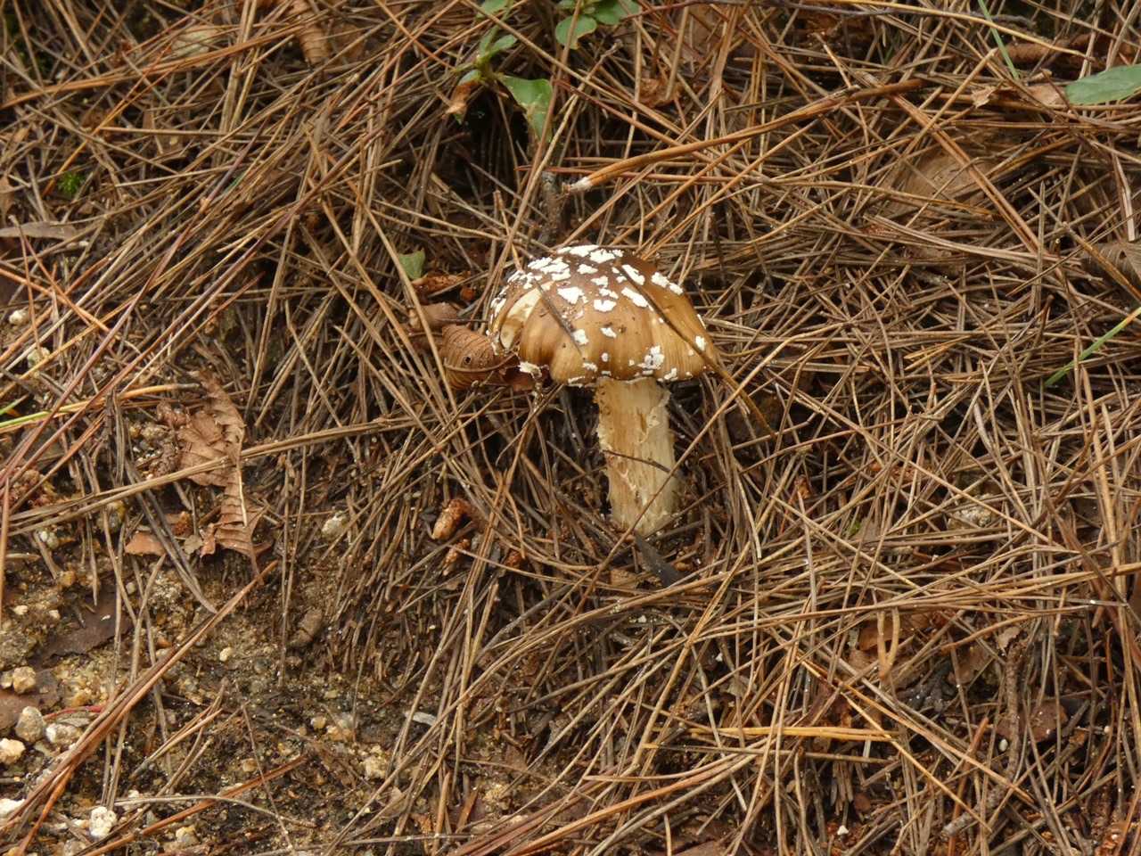 🍄