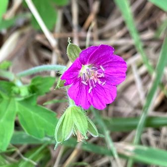 ゲンノショウコ　鮮やかで目立ちます
図鑑片手に、子どもさんと植物観察するには、程よいルートだと思いました😄
もう少し花探しにと、気になる場所へ移動しました🥰🙆‍♂️👍