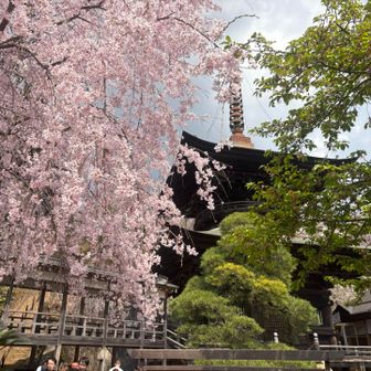 雨引観音🌸
🦚どこにいるのかな？