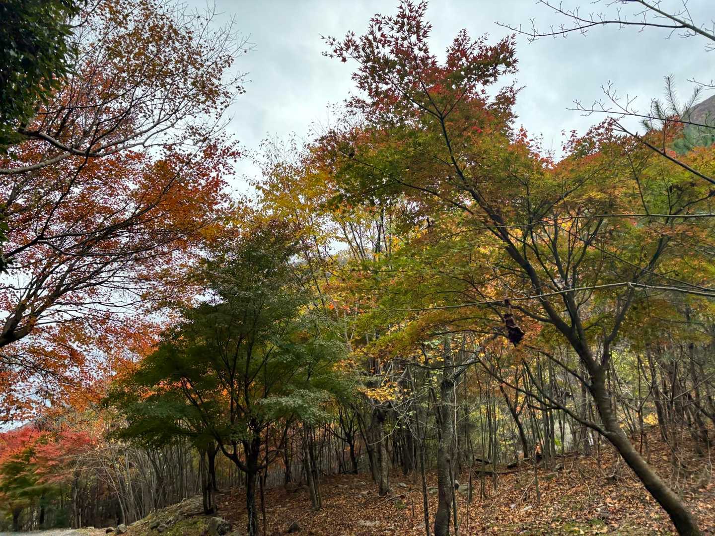 麓の紅葉🍁は見頃に差し掛かってるよね！