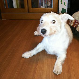 犬が好きー！