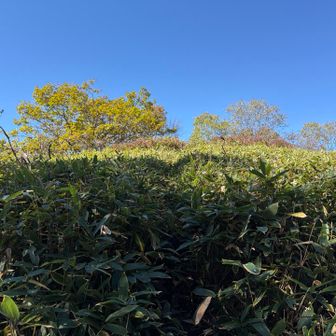 和田山北峰は、何処？山標が見つからない、まあ、いっか、たぶんあの↑かな🫤　ヤマップ上、北峰ゲット