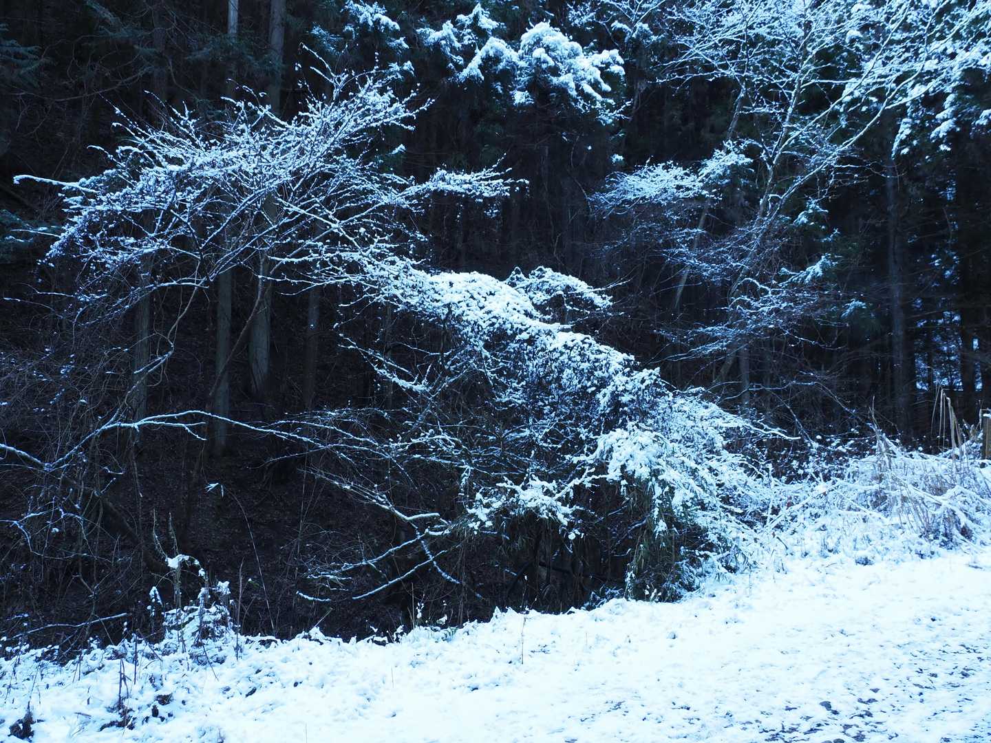 ここだけ見ると、雪国
