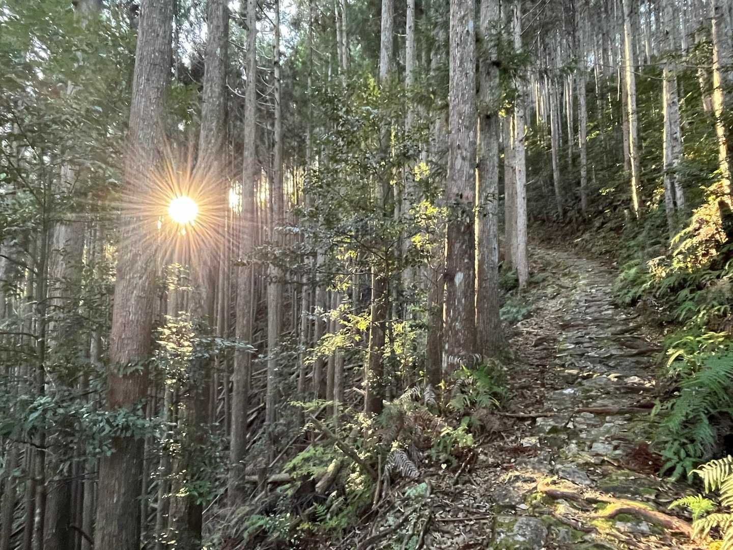 果無峠登山口-果無集落-小辺路登山口-観音堂-果無峠-三十 縦走コースの写真