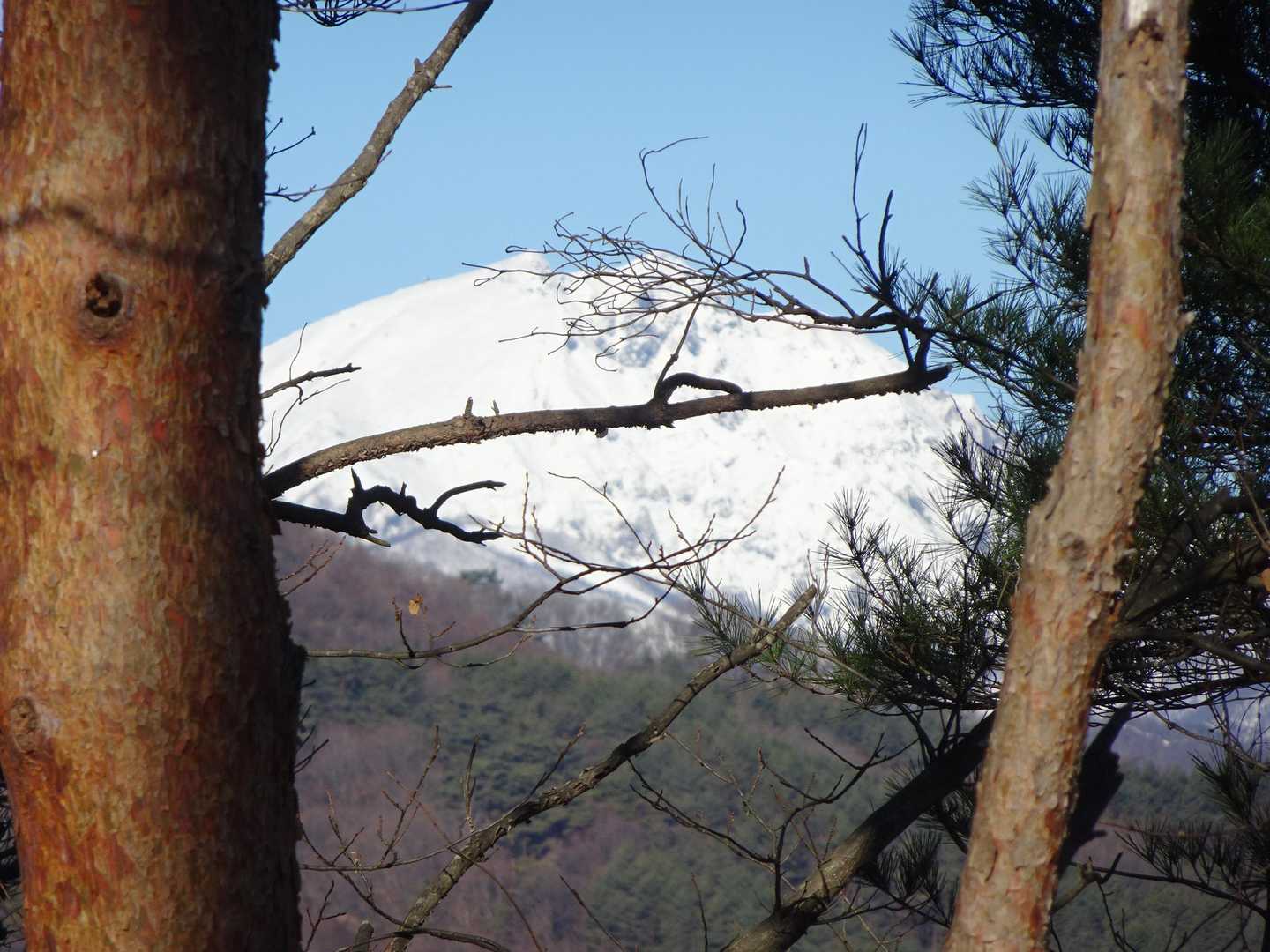 木の隙間からまっしろな谷川岳
