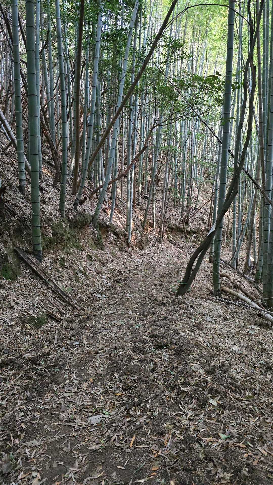 鬼ヶ城山⛰️の下りは要注意⚠️