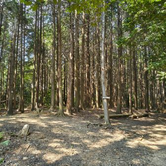 若山の山頂は道の途中です
展望は無いですが、広々として微風、ベンチもあります👍