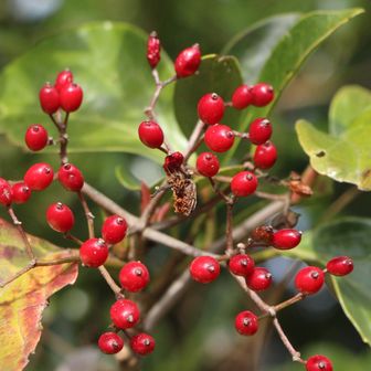 ガマズミ真っ赤