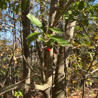 なんの赤い実でしょうか❕