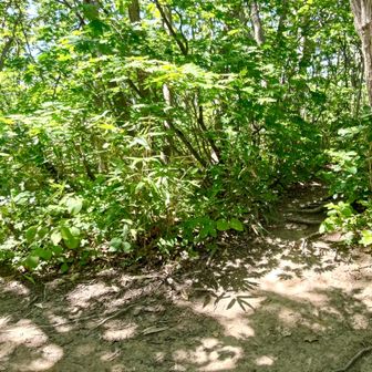 登ってきた左から、山頂は右へ
