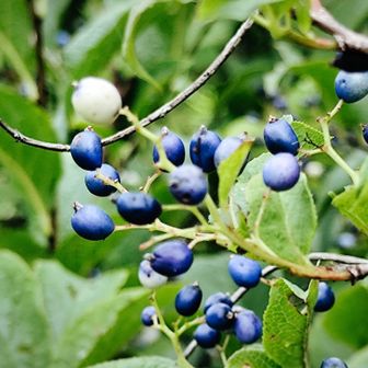 サワフタギかな？花や木々の名前を教えてもらいましたが　あまりの多さに覚えきれませんでした…😅