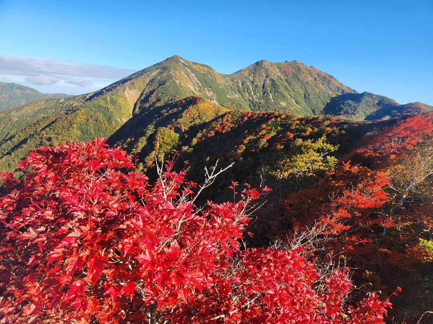 この木が今日イチで燃えるような赤色🍁
すごい！！