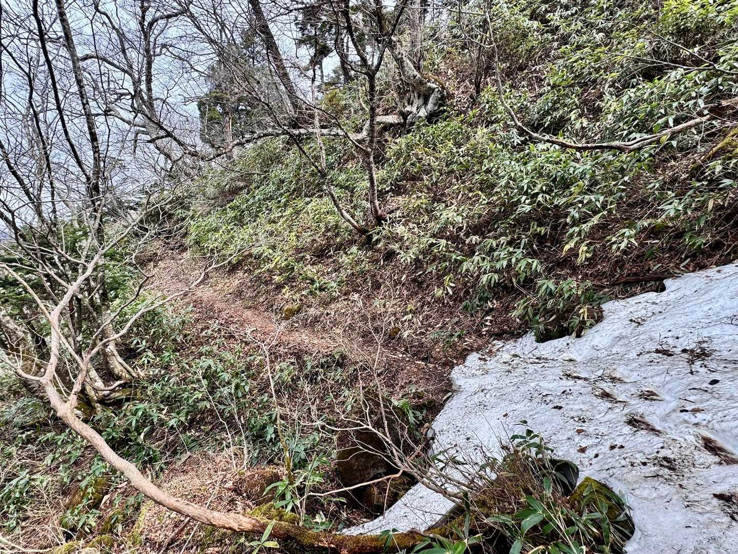去年、ヒメイチゲ、ツバメオモトなど咲いていた場所は まだ雪だらけでした後1週間で咲くのかなぁ〜🙄
