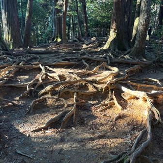 木の根っこを踏まずに歩くよう、注意書きあり