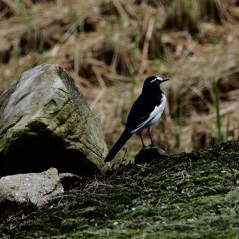 セグロちゃん！
留鳥なのに、
最近姿を見なかったね＼(^_^)／