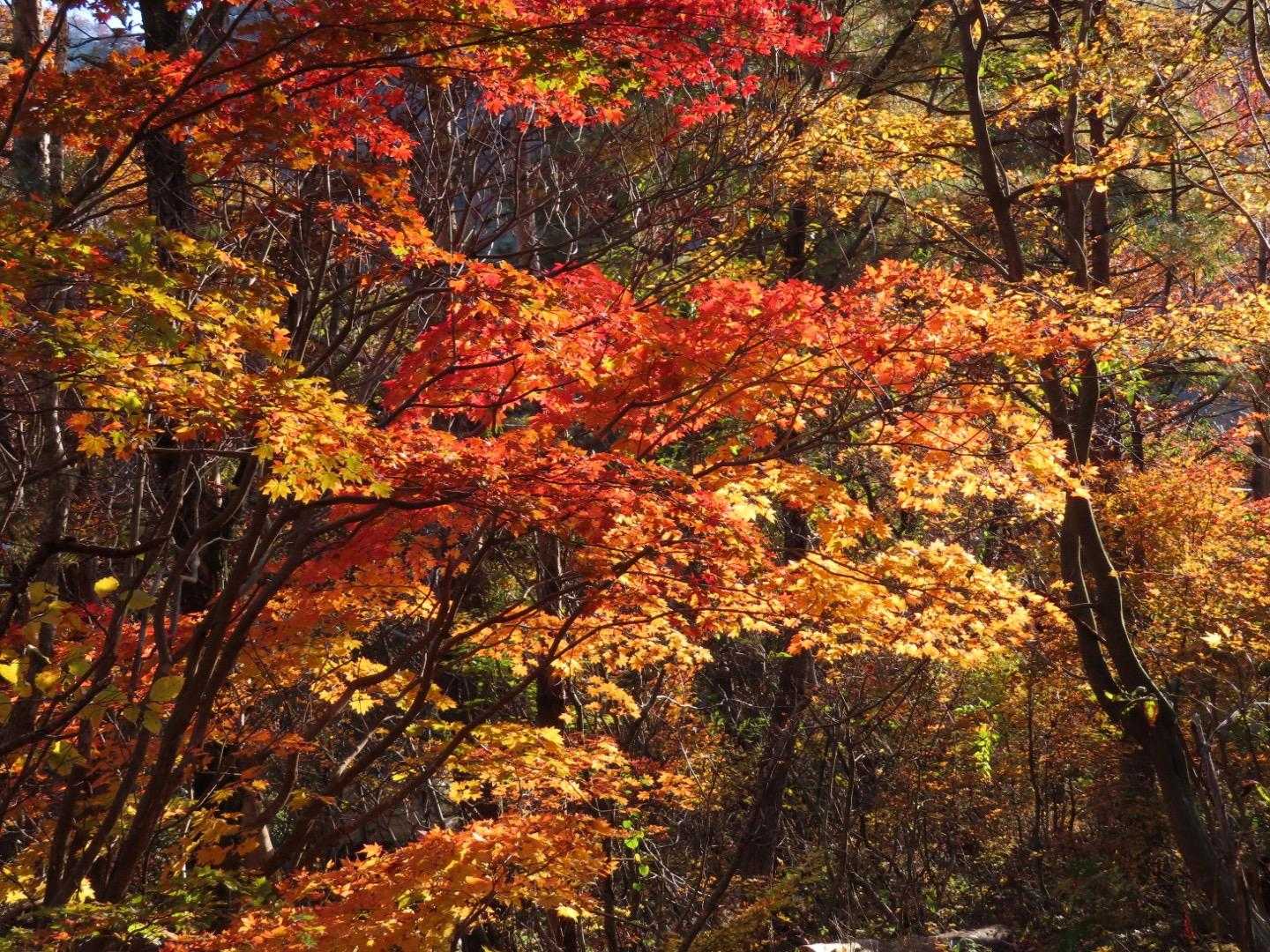 菱ヶ岳登山口-菱ヶ岳-与平の頭-中ノ岳-前一ノ峰 周回コースの写真