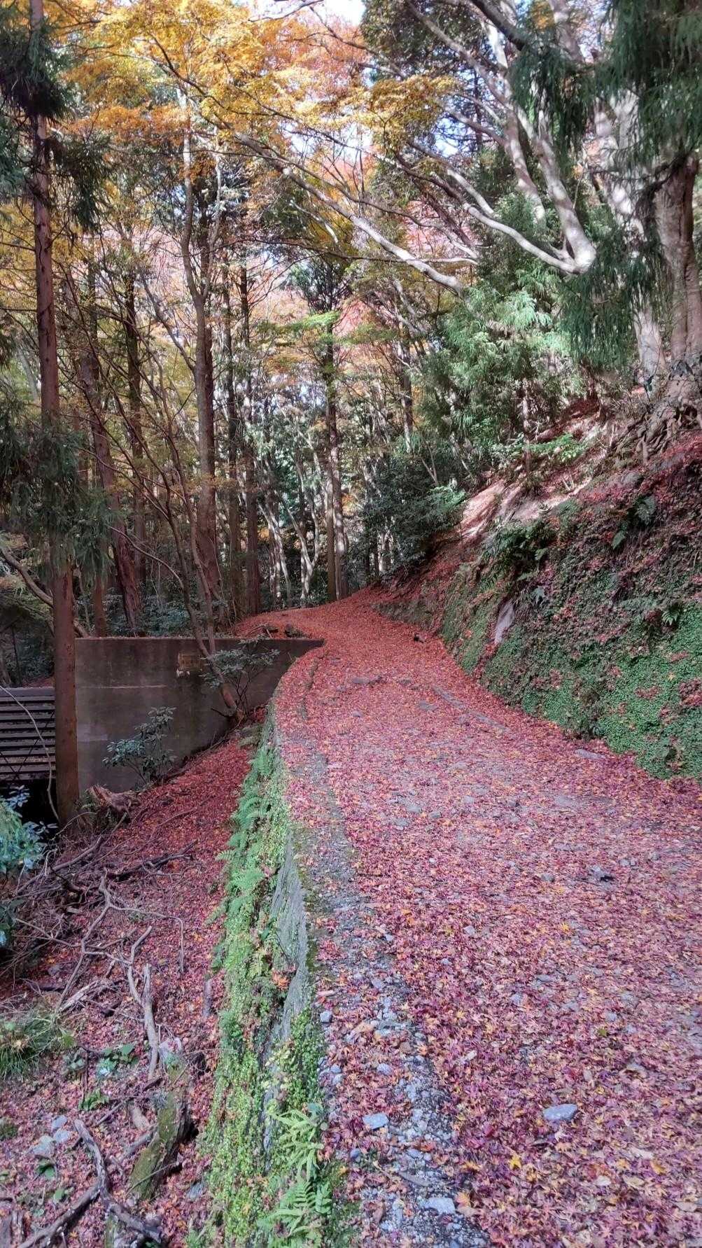 再度越の辺りは散り紅葉
紅葉のトンネル