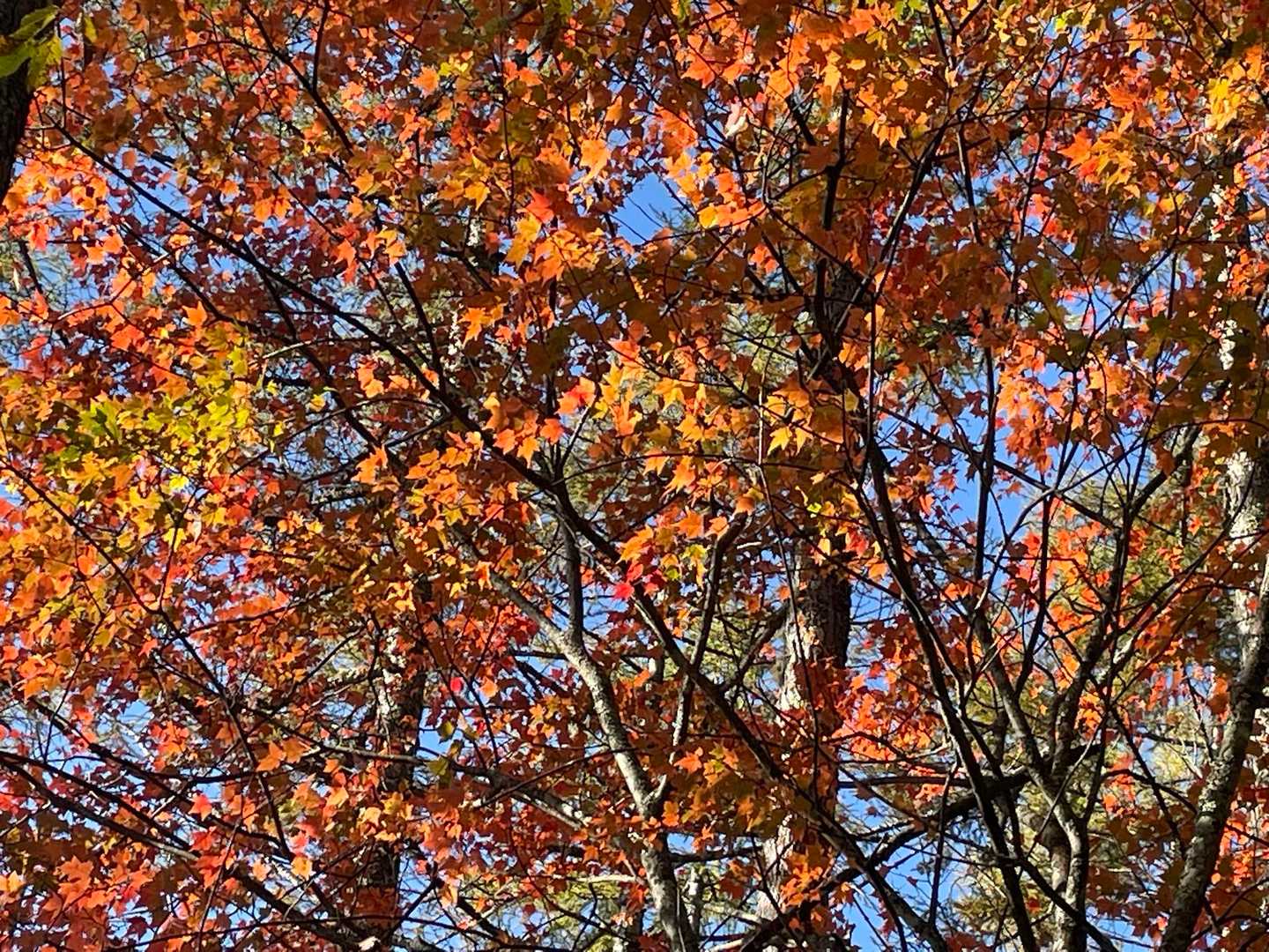 歩きやすいハイキングコース(((╭( ･ㅂ･)╯ﾃｸﾃｸ
紅葉🍁綺麗✨
