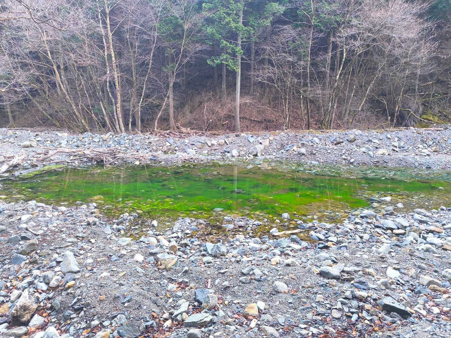 藻？緑のきれいな水たまり