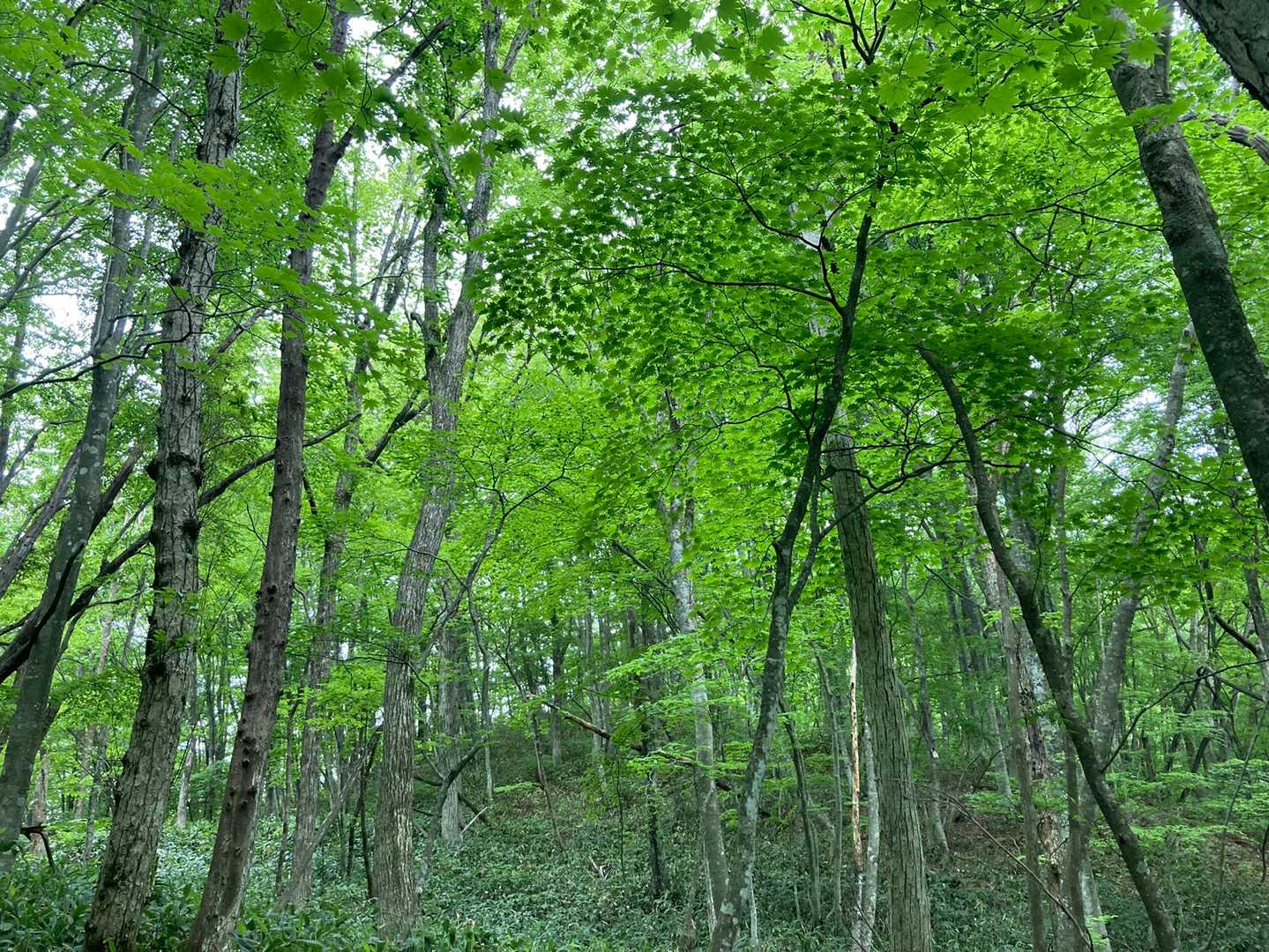 🤩🌿🤩🌿✨