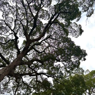 大きい楠が２つの神社といえば…