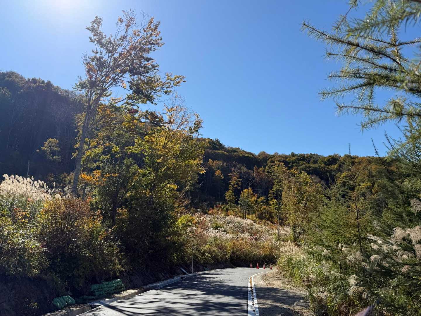 しばらく工事中の舗装路
その先でまた林道
ススキが良い
