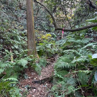 あちこちでリスがガサゴソ🐿️