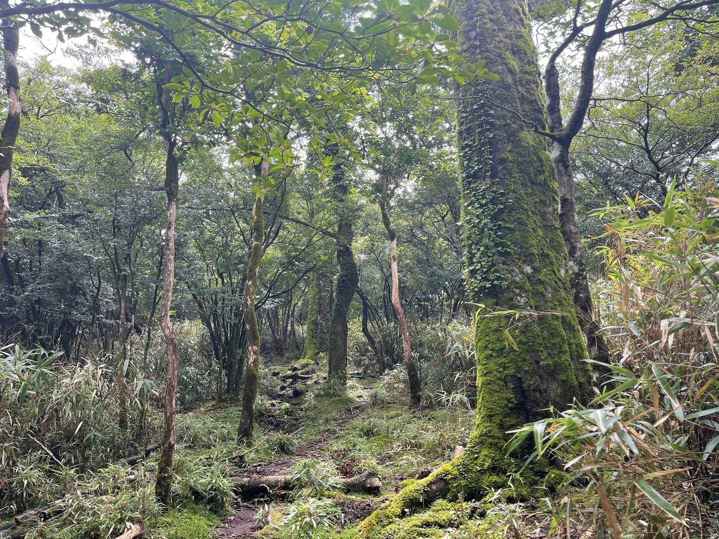 湖尻峠-三国山 往復コースの写真