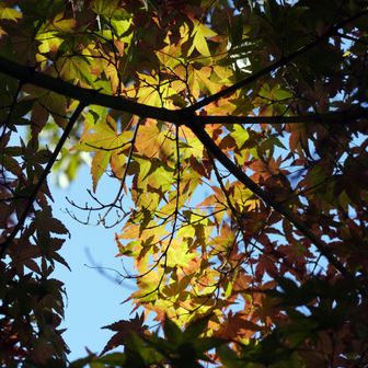 カエデの紅葉が進む、元気の森