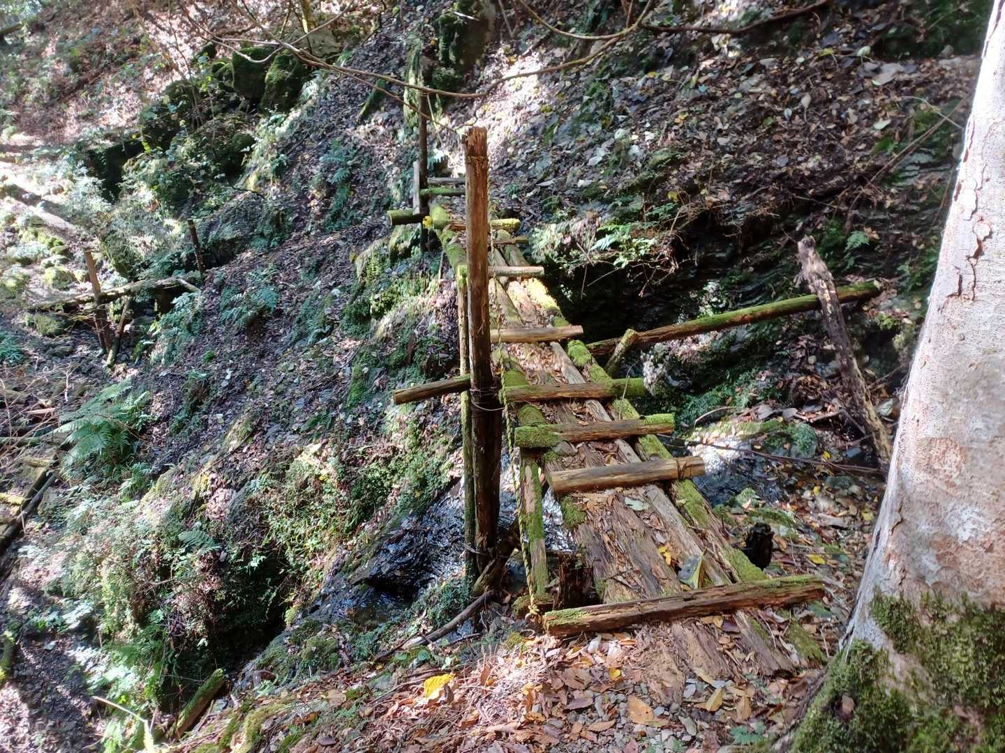 馬ノ鞍峰 往復コースの写真