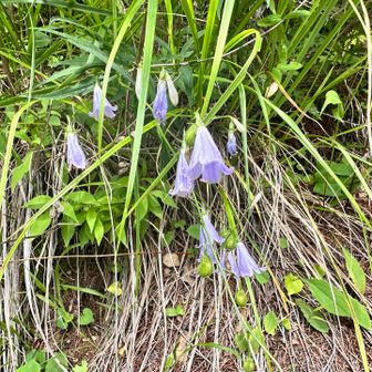 ソバナ
きれいな苔がいっぱいの針葉樹林帯を歩き、荒涼とした硫黄岳、岩稜の横岳、雲海に浮かぶ富士山など魅力満点の山行でした

茅野市北山湯川にある湯川温泉河童の湯で汗を流しました♨️内湯に河童がいたよ😄
