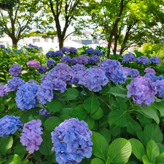 ６月のお花の代表だね👍
