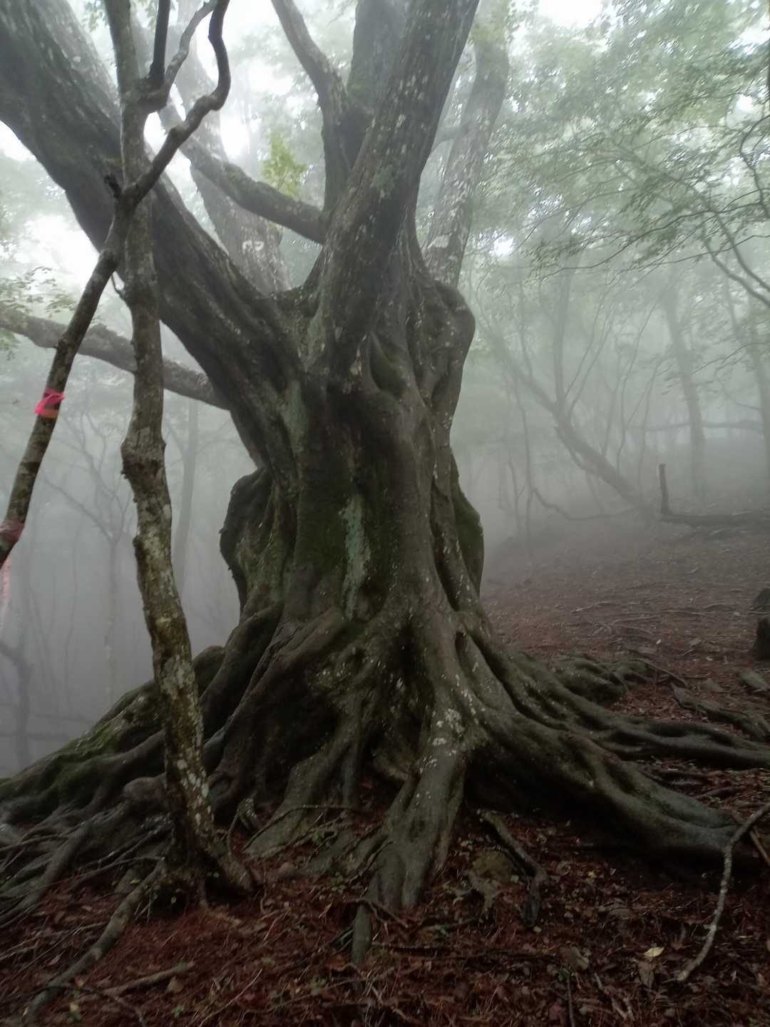 立石山の精
のような大木😍