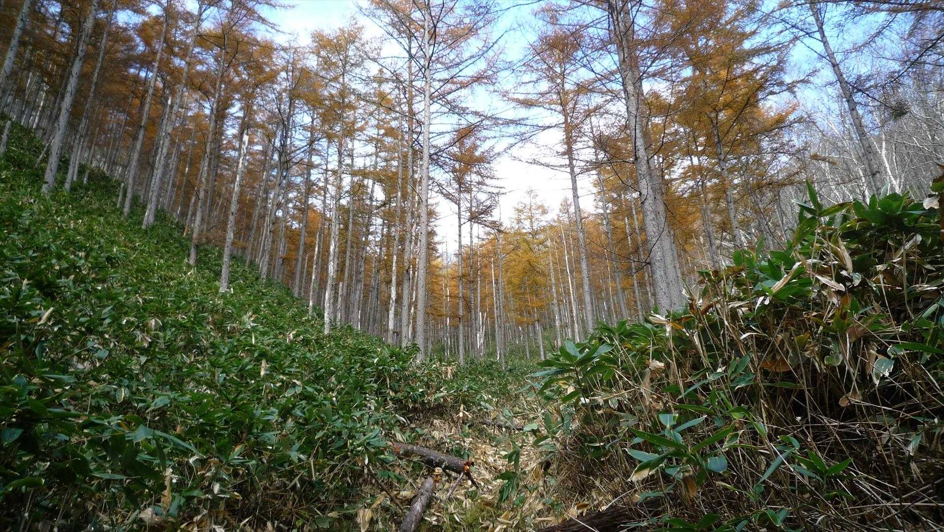 急登の坂の周りはカラマツの黄葉でした