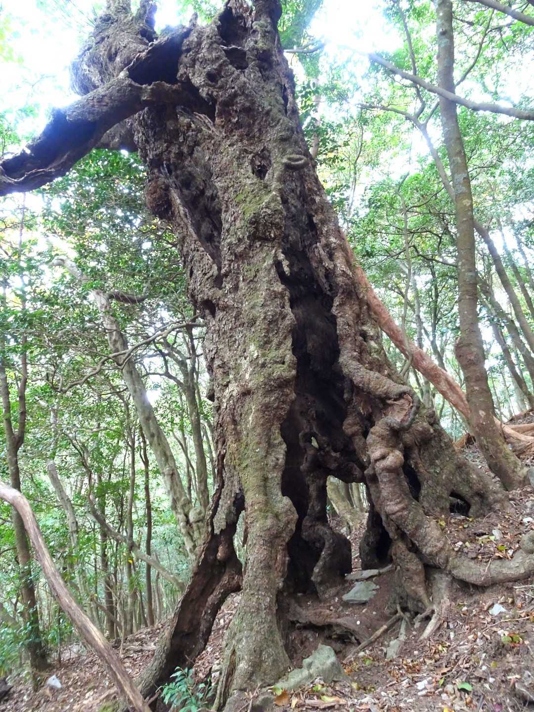 『千年樫の木』です😆😆😆
会いたかったぁ！！！
ちゃんとしっかりと！逞しく！
生きてます💪😄😄😄💪