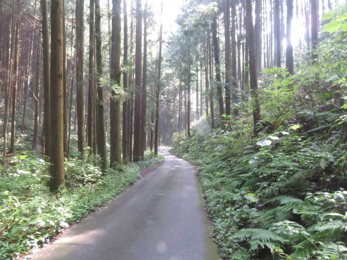 最後はひたすら舗装路。これから登る人多かった。一番驚いたのは二人乗りベビーカーを押す勇者にお会いしました。