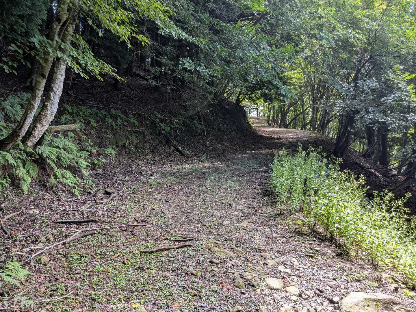 大江山へは急登もなく、木陰で涼しく登りやすかった✨️
