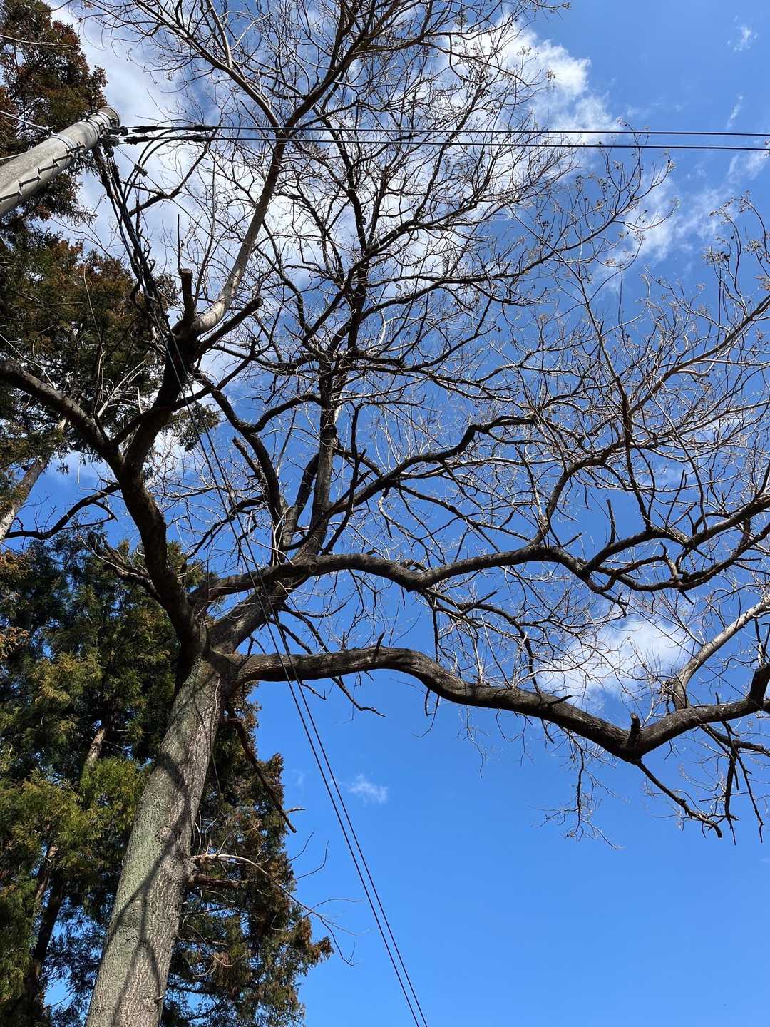 下山中、目に付いた桐の木🌲