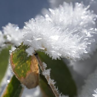 クマザサに積もる結晶がかわいくて