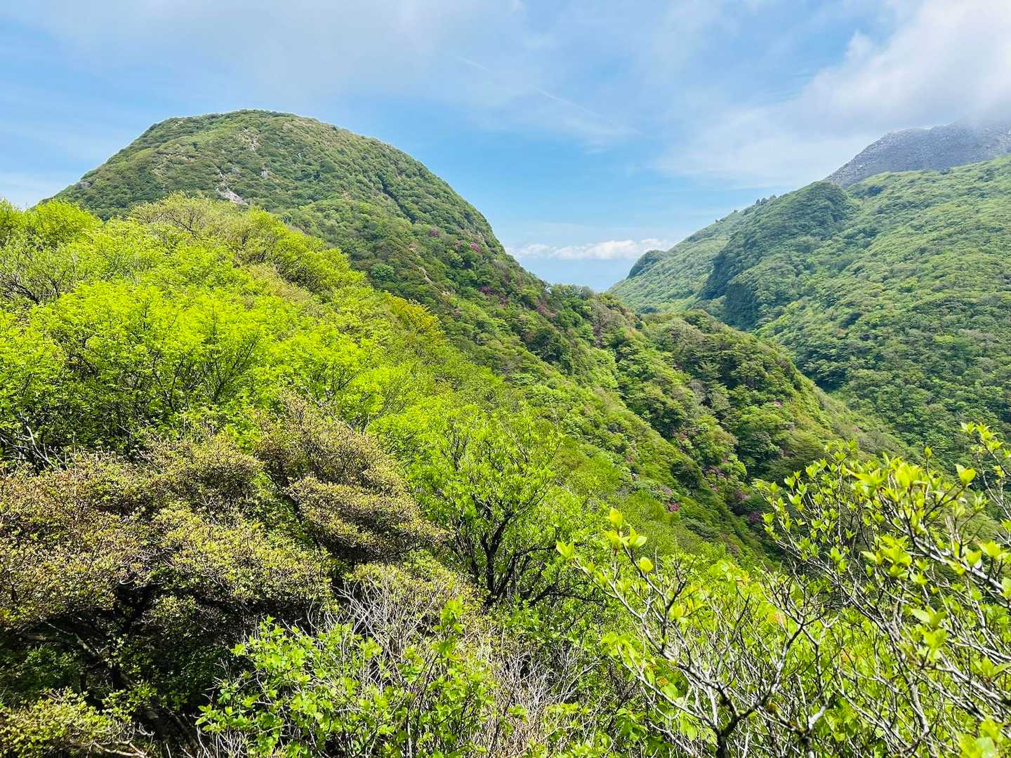 朝方からの☁️がやっと抜けて本日、5月4日は🍃🌿みどりの日です♫
923斜面も🍓模様がつき始め🤩楽しみ😊