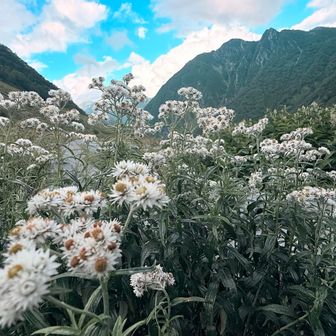 ヤマハハコの花束💐
