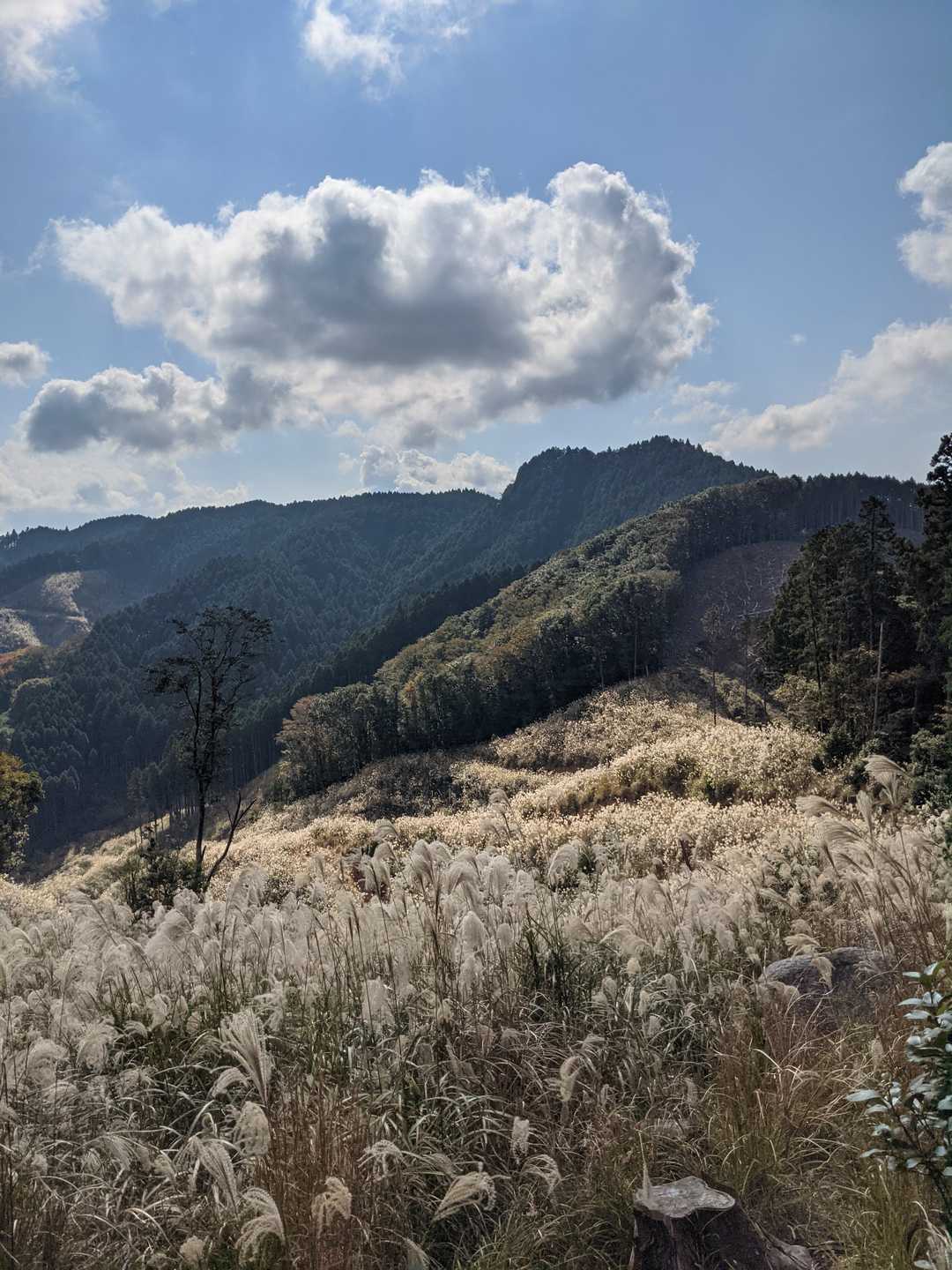 中央の山が、先程の戸谷ヶ岳北峰ですね😆彼処の斜面を登ったのですね💦