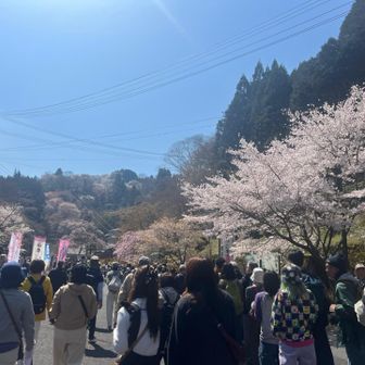 イキナリ桜満開ʚ🌸ɞ